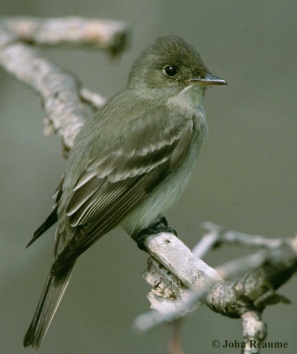 Photo (6): Eastern Wood-Pewee