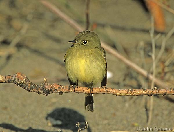 Photo (10): Yellow-bellied Flycatcher