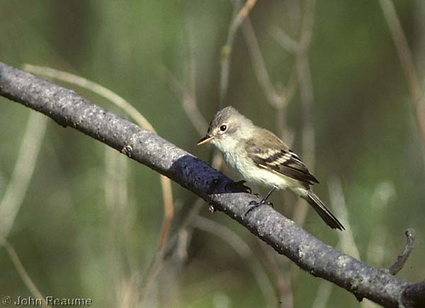 Photo (13): Least Flycatcher