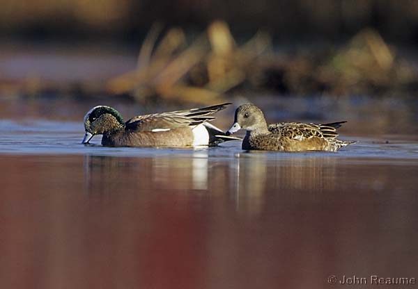 Photo (22): American Wigeon