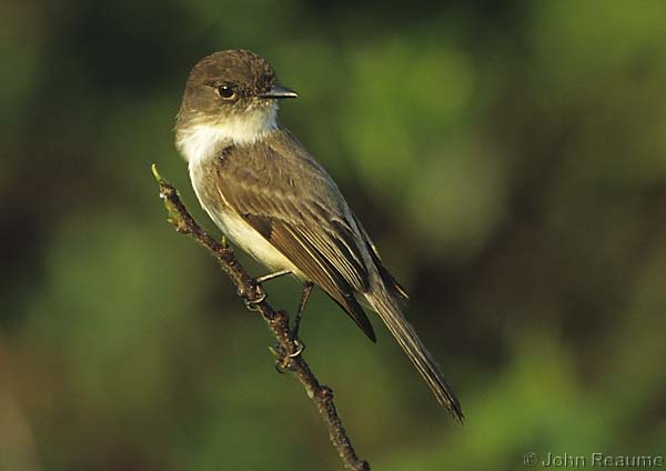 Photo (9): Eastern Phoebe