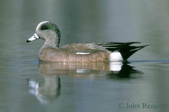 Photo (8): American Wigeon