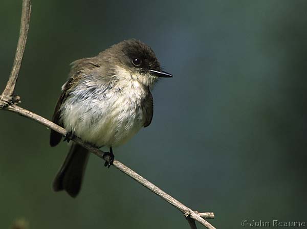Photo (7): Eastern Phoebe