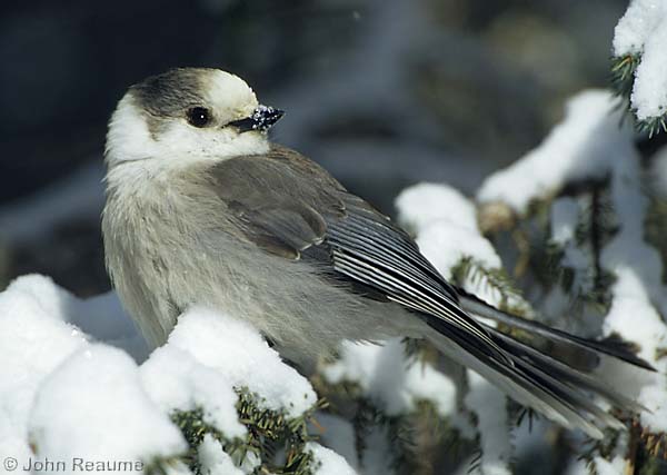 Photo (2): Gray Jay