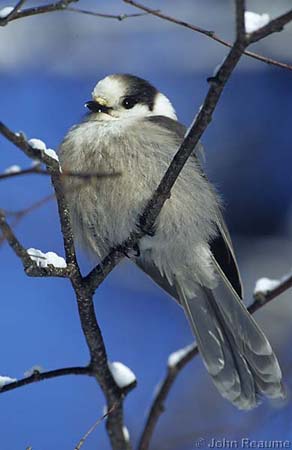 Photo (4): Gray Jay