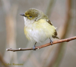 Photo (1): White-eyed Vireo