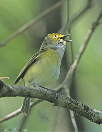 Photo (2): White-eyed Vireo