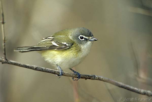 Photo (5): Blue-headed Vireo