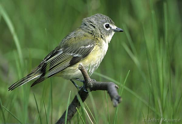 Photo (13): Blue-headed Vireo