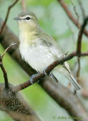 Photo (6): Philadelphia Vireo