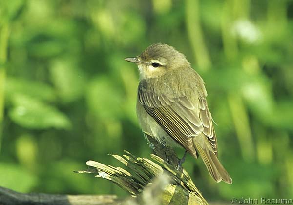 Photo (5): Warbling Vireo