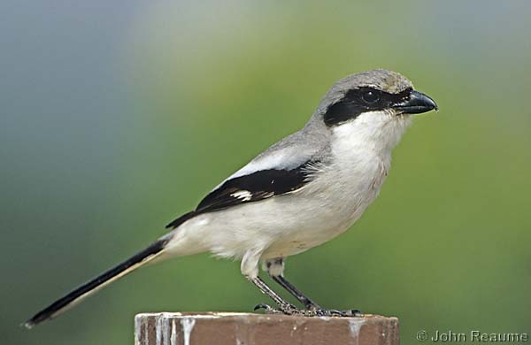 Photo (4): Loggerhead Shrike