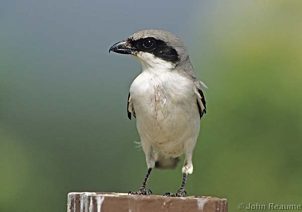 Photo (5): Loggerhead Shrike