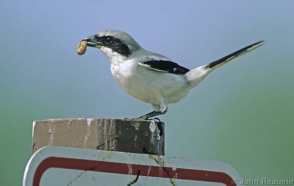 Photo (8): Loggerhead Shrike
