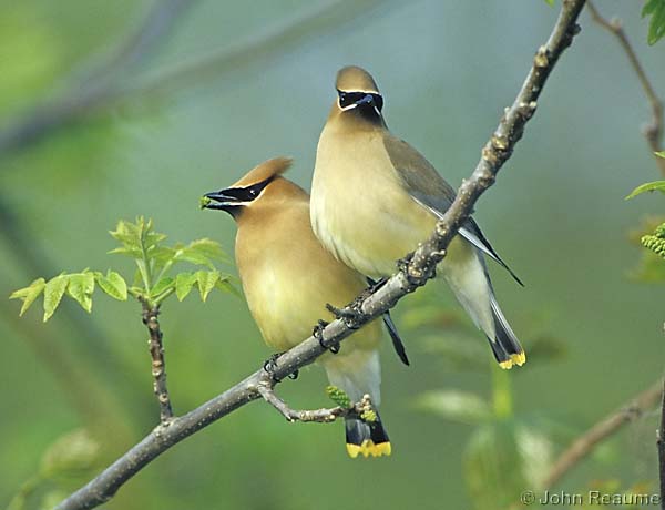 Photo (2): Cedar Waxwing