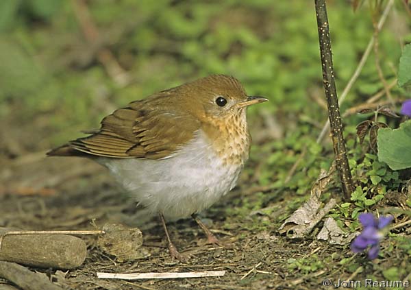 Photo (1): Veery