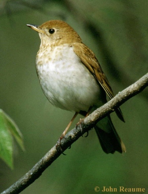 Photo (3): Veery