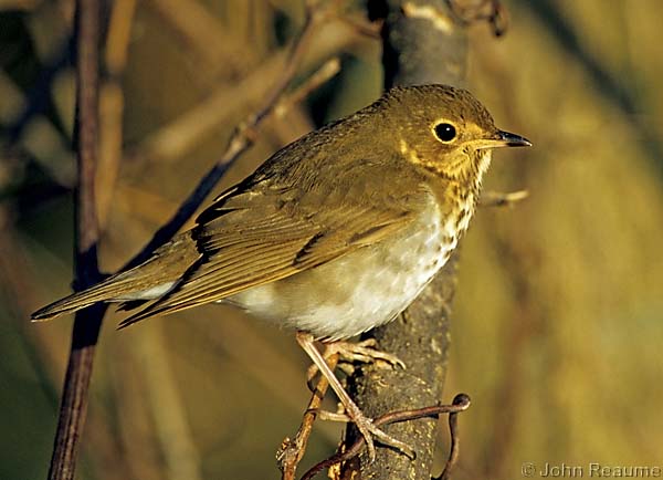 Photo (3): Swainson's Thrush