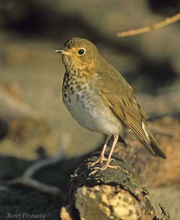 Photo (2): Swainson's Thrush