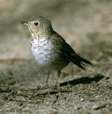 Photo (1): Swainson's Thrush
