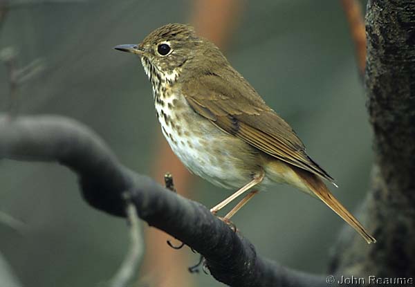 Photo (7): Hermit Thrush
