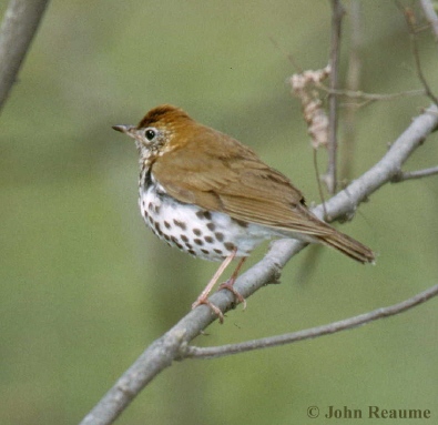 Photo (6): Wood Thrush