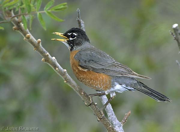Photo (8): American Robin