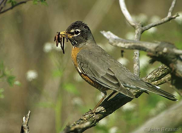 Photo (10): American Robin