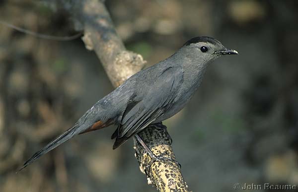 Photo (6): Gray Catbird