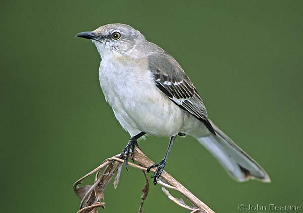 Photo (9): Northern Mockingbird