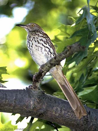 Photo (9): Brown Thrasher
