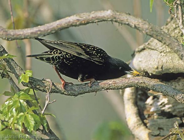 Photo (3): European Starling