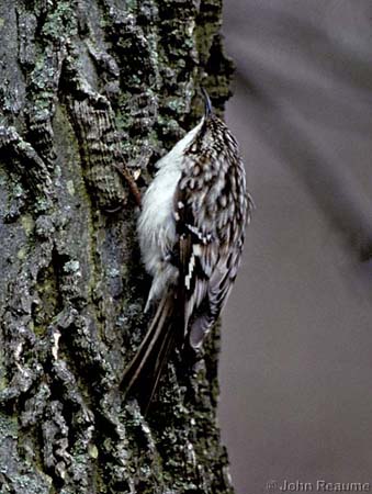 Photo (16): Brown Creeper
