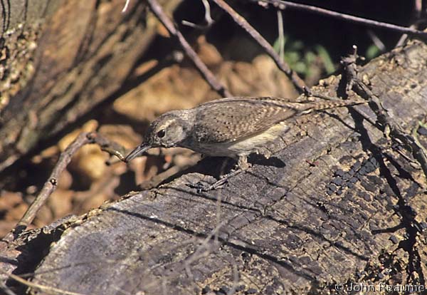 Photo (13): Rock Wren