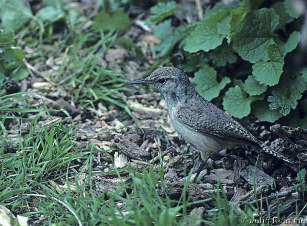 Photo (15): Rock Wren