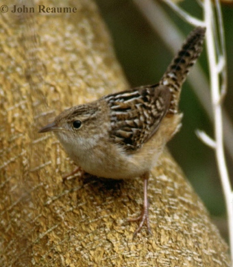 Photo (1): Sedge Wren
