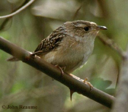 Photo (3): Sedge Wren