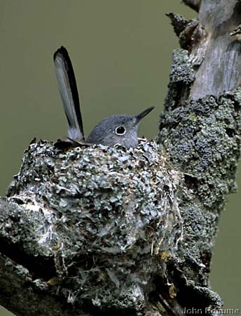 Photo (21): Blue-gray Gnatcatcher