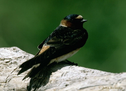 Photo (7): Cliff Swallow