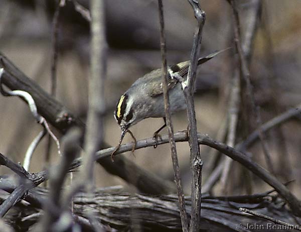 Photo (16): Golden-crowned Kinglet