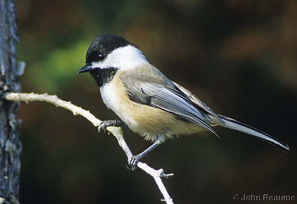 Photo (2): Black-capped Chickadee