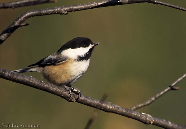 Photo (5): Black-capped Chickadee