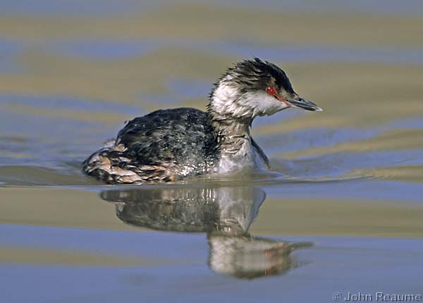 Photo (6): Horned Grebe