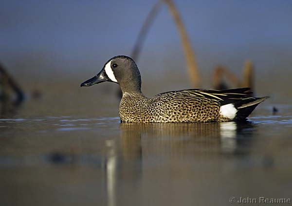 Photo (12): Blue-winged Teal