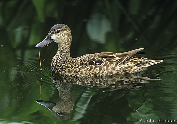 Photo (4): Blue-winged Teal