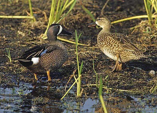 Photo (10): Blue-winged Teal
