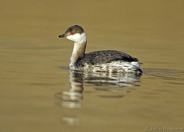 Photo (7): Horned Grebe