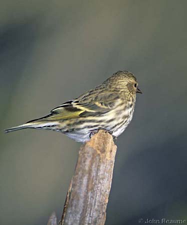 Photo (20): Pine Siskin