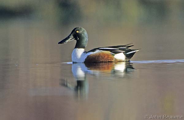 Photo (13): Northern Shoveler