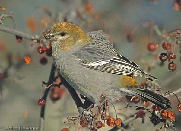 Photo (12): Pine Grosbeak